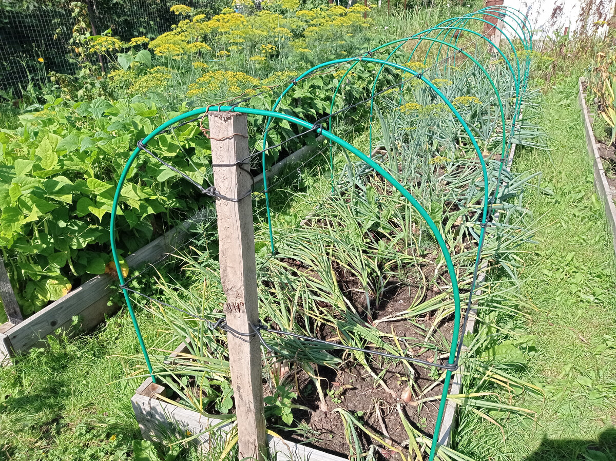 На грядке установили дуги и перевязали их между собой проводами