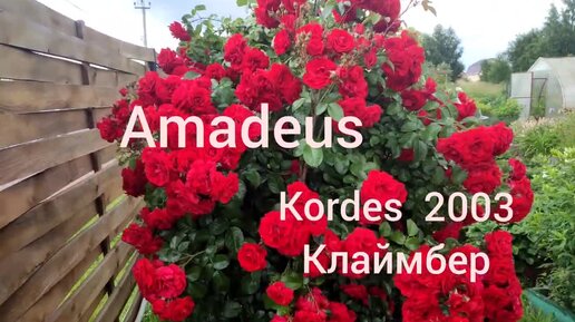 Плетистая роза Amadeus.