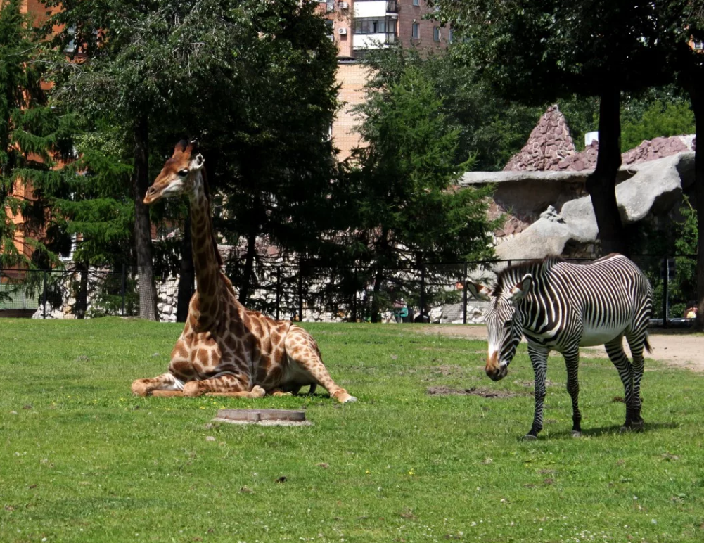 Зоопарк moscowzoo ru. Московский зоопарк зоопарки. Центральный зоопарк в Москве. Московский зоопарк, Москва. Московский зоосад.