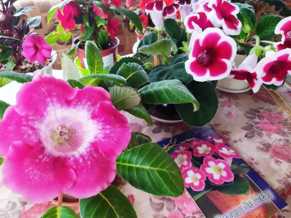 У меня несколько видов глоксинии, обычно покупаю клубни.