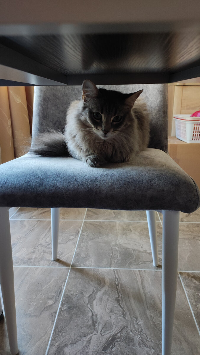 "Вы оставили котичку одну дома, нам пора поговорить об этом... "