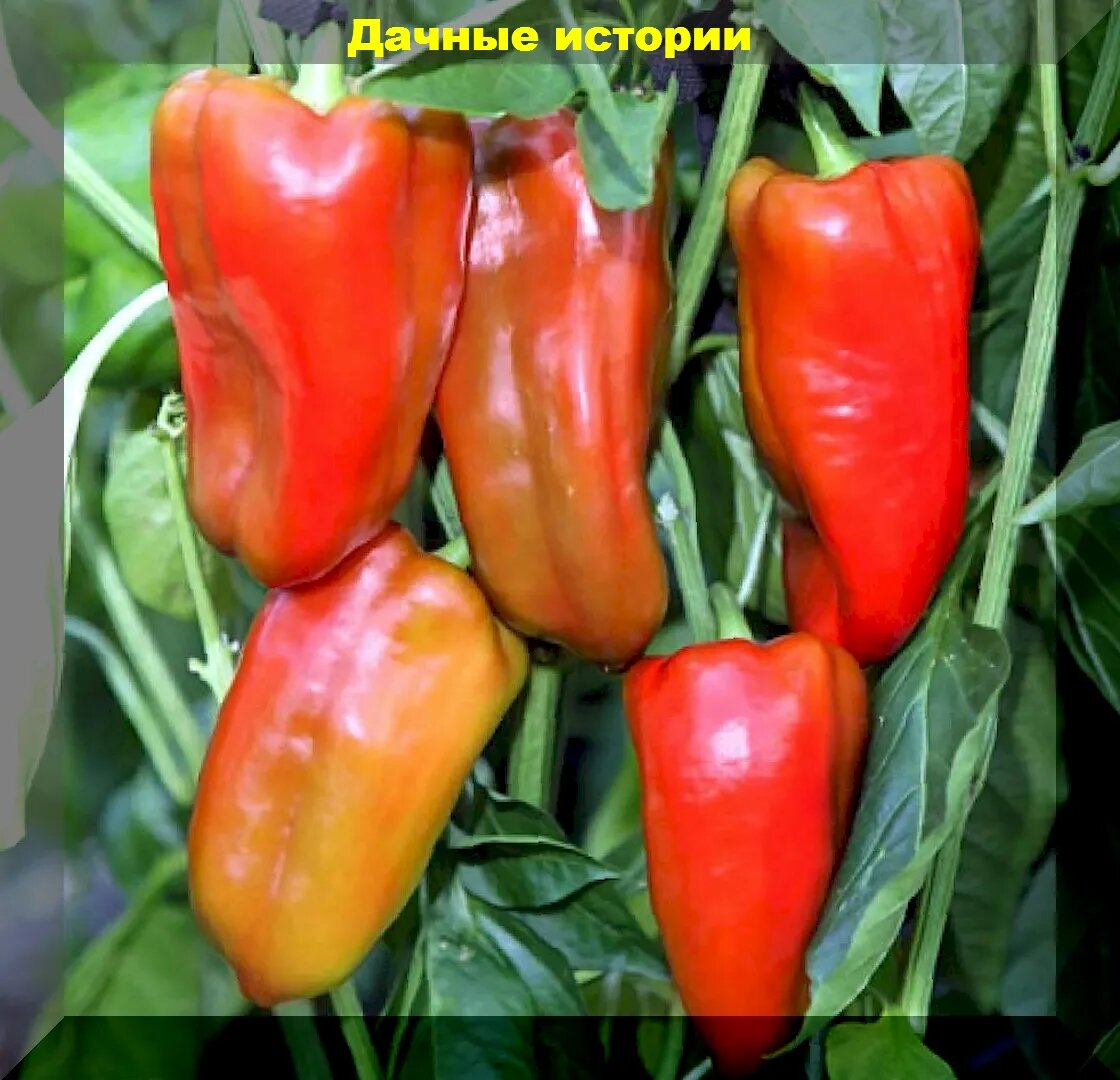 Огурец Первый Парень на Деревне F1 0,25 гр — купить в городе Барнаул, цена, фото — Моя Усадьба