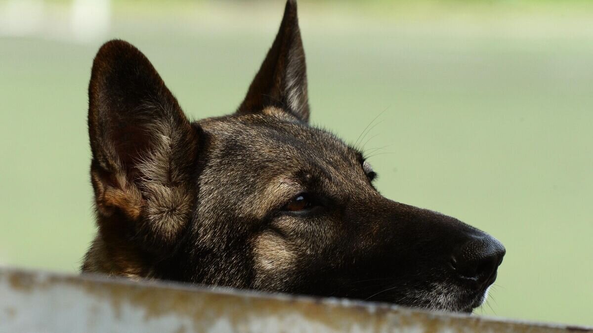    Соревнования кинологов во Владивостоке© РИА Новости / Виталий Аньков