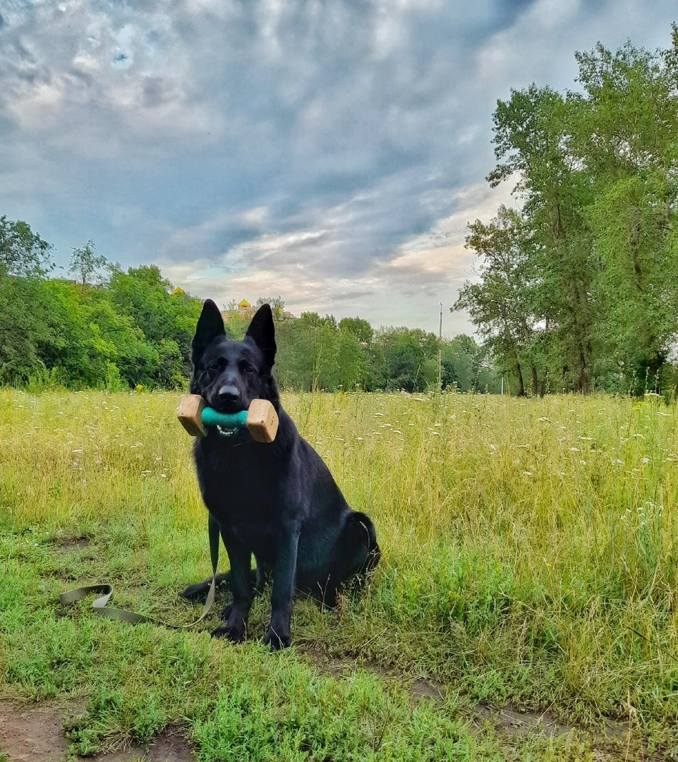 На фото: восточно-европейская овчарка Серебряный Волк Несокрушимый Тобол