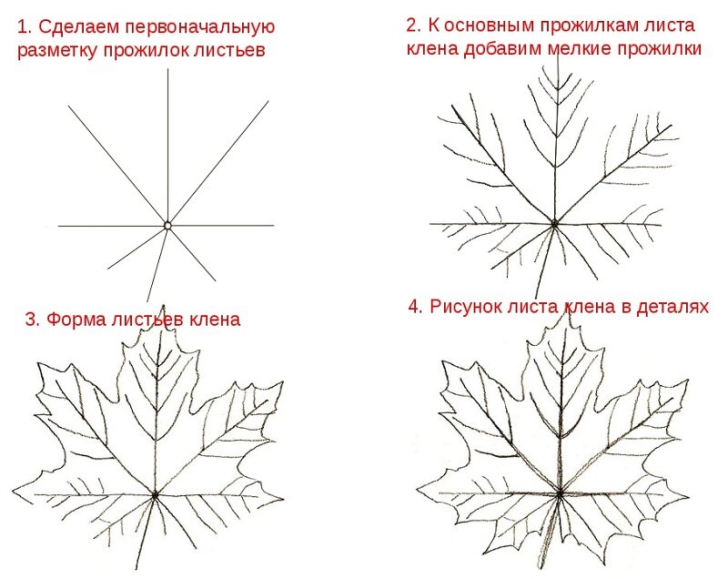 Схемы рисования листьев, веток и деревьев (берёза, ель, дуб, клён)