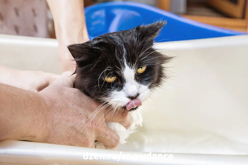 Кошка лижет ноги. Мокрый кот. Мокрая кошка. Мокрый кот в ванне. Мокрый котенок.