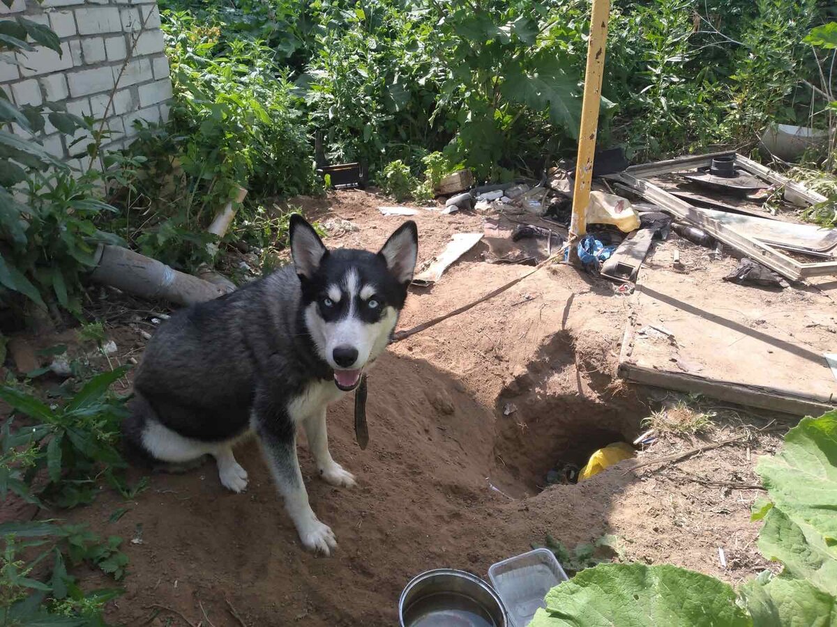 Хаски из ямки или еще одна несчастная ездовая собака, которой не повезло...  | In Dogs we Trust | Дзен