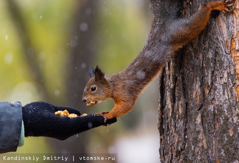    Фото: Дмитрий Кандинский / vtomske.ru