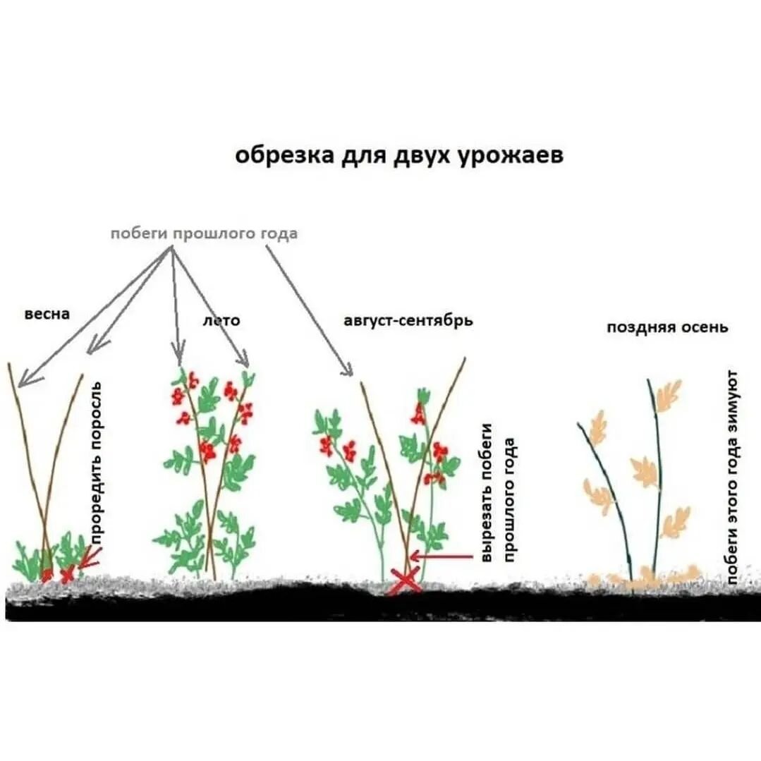 Когда надо обрезать ремонтантную малину на зиму. Обрезка ремонтантной малины. Обрезка ремонтантной малины весной. Обрезка ремонтантной малины весной схема. Обрезка ремонтантной малины осенью.