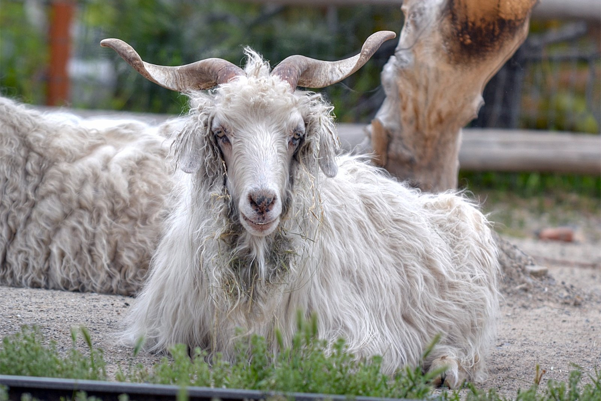 Кашмирская пуховая коза. Кашмирская порода коз. Шерсть ангорской козы. Goat (ангорская коза).