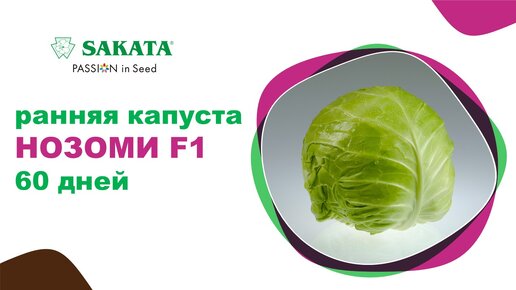 Капуста НОЗОМИ F1 - ранняя, и урожайность на высоте! #семенакапусты #ранняякапуста #нозомисаката