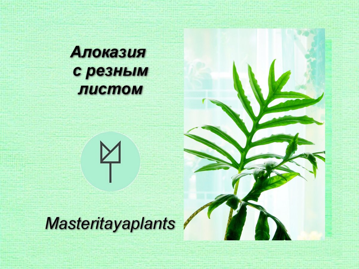 Фото и коллекция автора Masteritayaplants