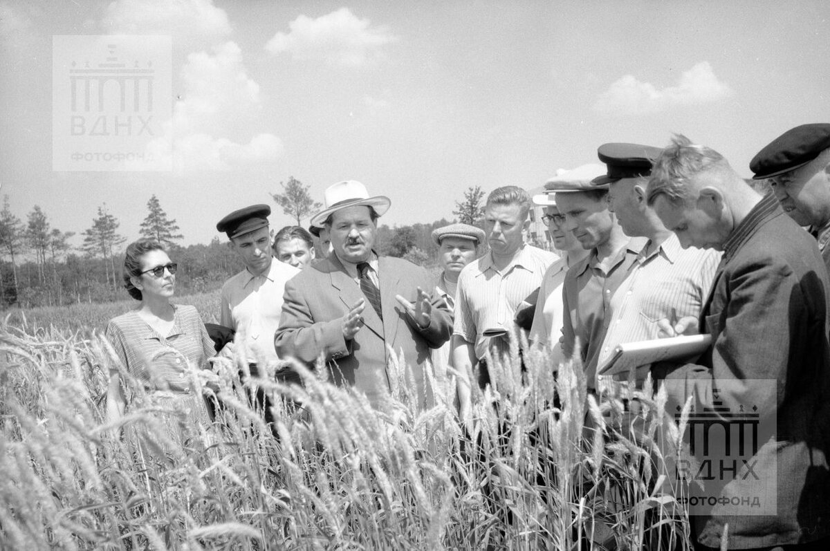Дата: 20 июня 1956
Фотограф: Коршунов П.
Николай Цицин в колхозе
Источник: Музей ВДНХ

