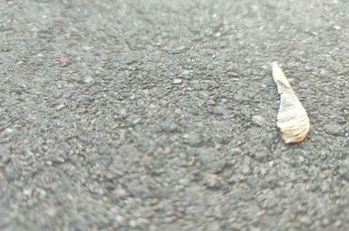    В Барнауле 15 октября будет ограничено движение транспорта на Димитрова