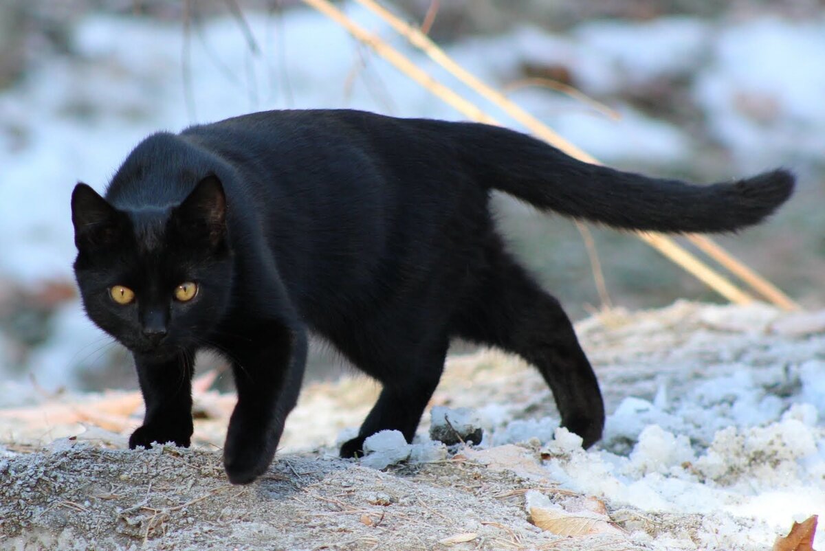 Изображение взято из открытых источников
