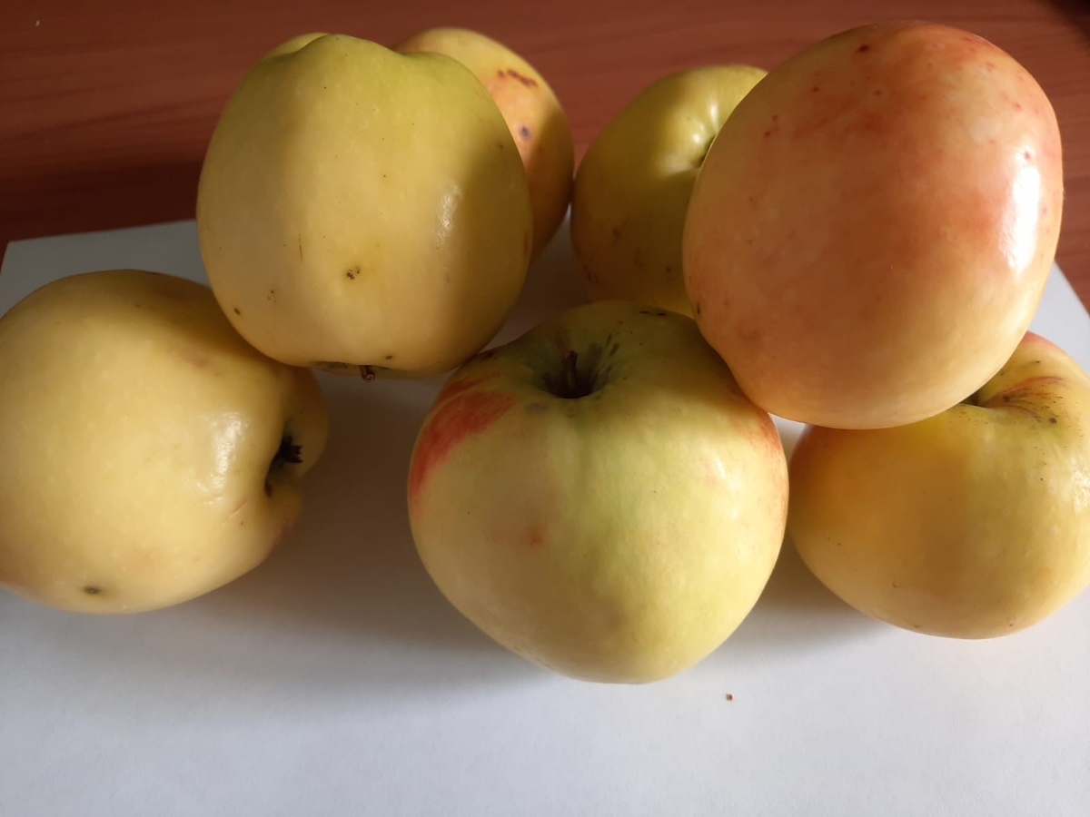The World's Most Common Types of Apples - WorldAtlas