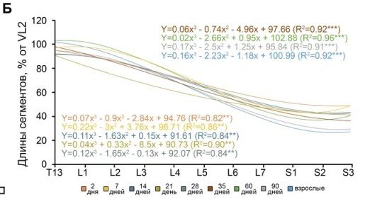 График: аппроксимация относительных длин сегментов с помощью уравнений кубической регрессии для животных разного возраста