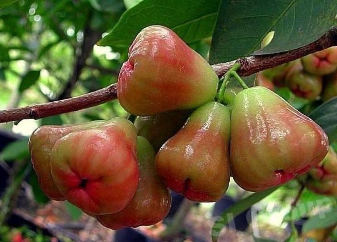Яванское яблоко Syzygium samarangense. Тайская груша. Тайское яблоко Чомпу. Чомпу- малабарская слива- розовое яблоко.