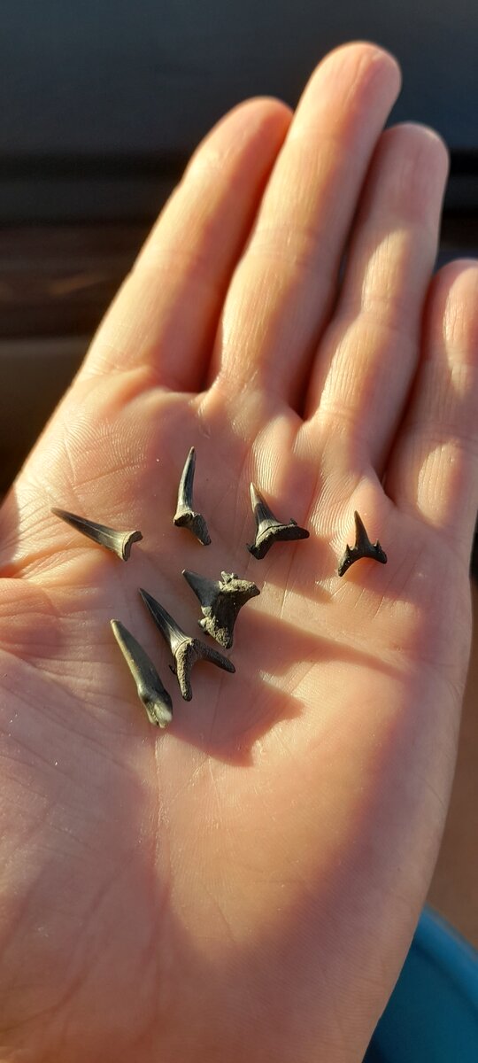 Вот такие акульи зубы. Но это мелкие, более старательные искатели находят в разы крупнее.