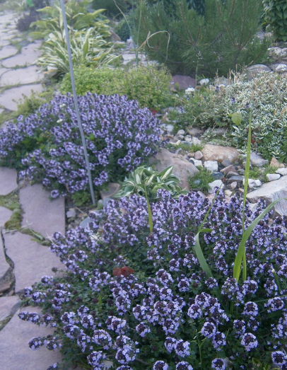 Растения природного цветника 1ч | Живая, Зеленая Жизнь | Дзен