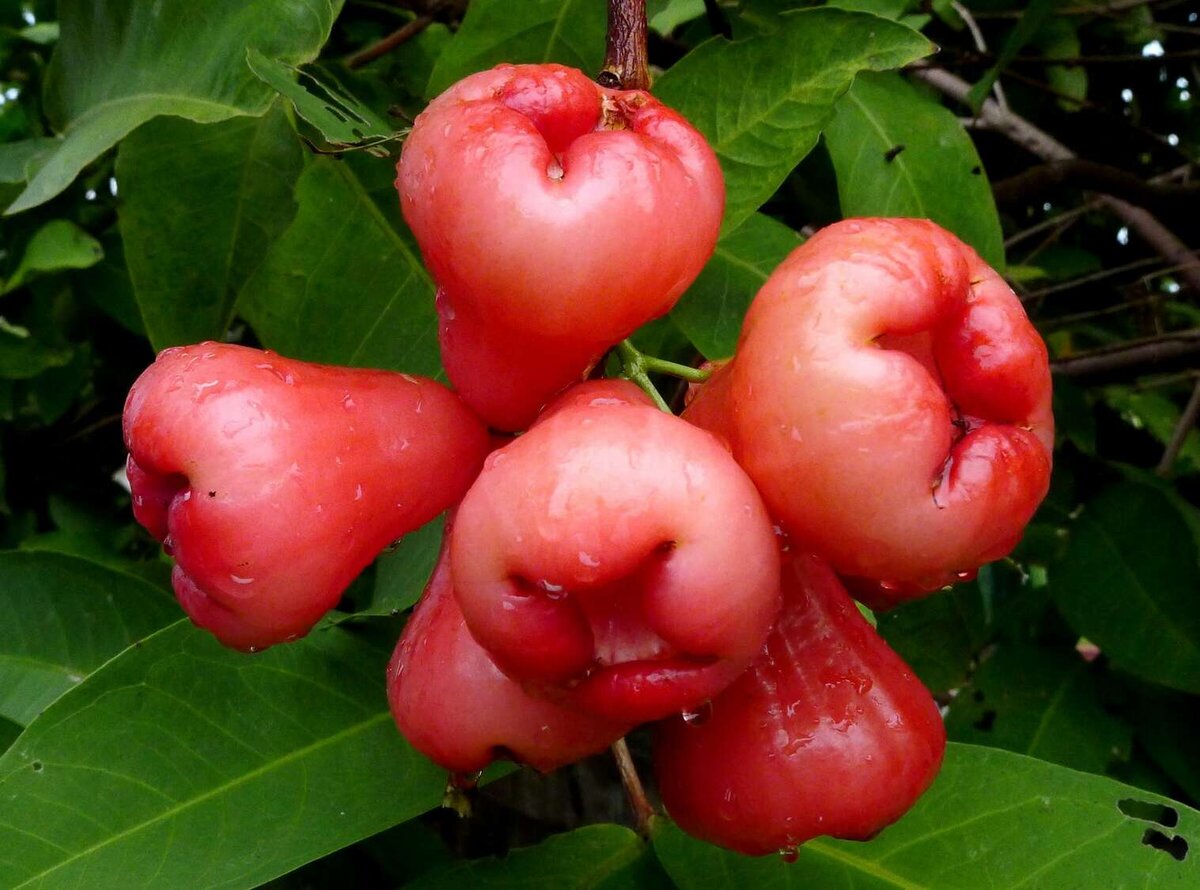 Jambu фрукт