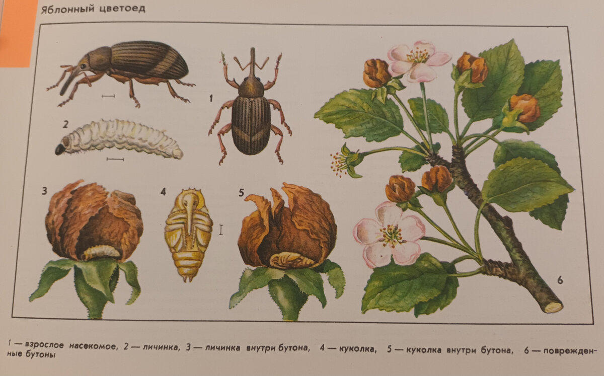 Яблонный цветоед рисунок