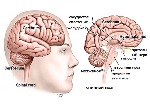 Строение головного мозга