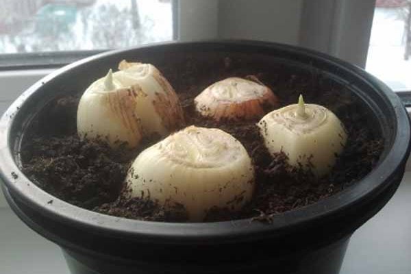 На следующие семь дней, емкость с луком лучше поставить в теплое место (температура не должна опускаться ниже 25 градусов), позже, когда появятся маленькие росточки, можно перенести в более прохладное место. Удобрять не надо, все необходимые для роста вещества поступают из луковицы.