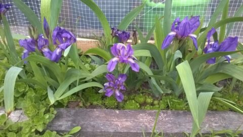  Выращивание ирисов в теплице