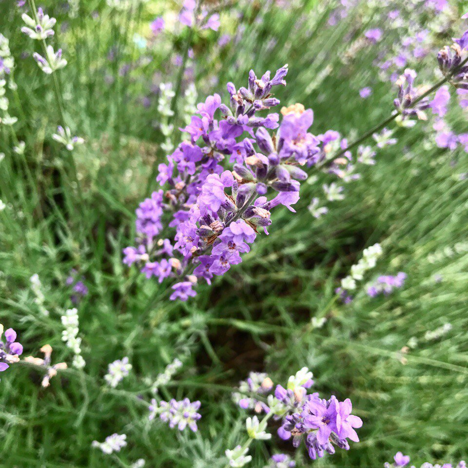 Как вырастить лаванду из семян | Лавандовая ферма lavenderfamily | Дзен