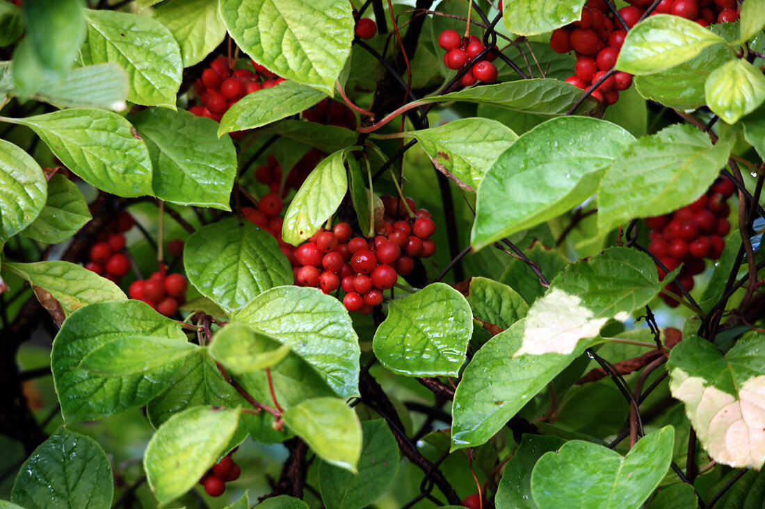 Ягоды дальнего. Лимонник китайский (Schisandra chinensis). Лимонник Дальневосточный куст. Лимонник Сибирский.