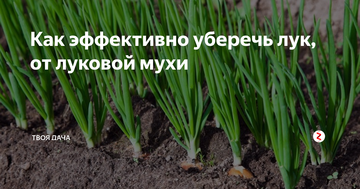 День Луки 5 мая приметы. 5 Мая луковый день. Борная кислота для лука. День Луки 5 мая картинки.