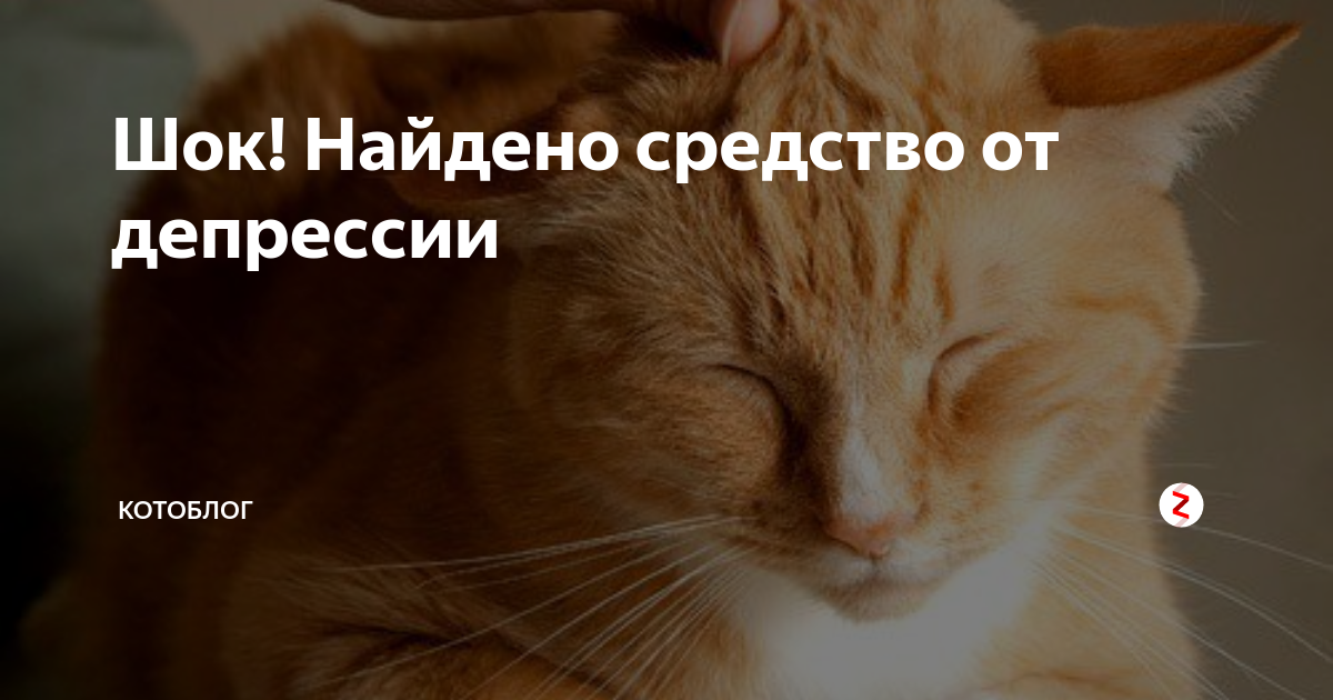 Котоблог дзен