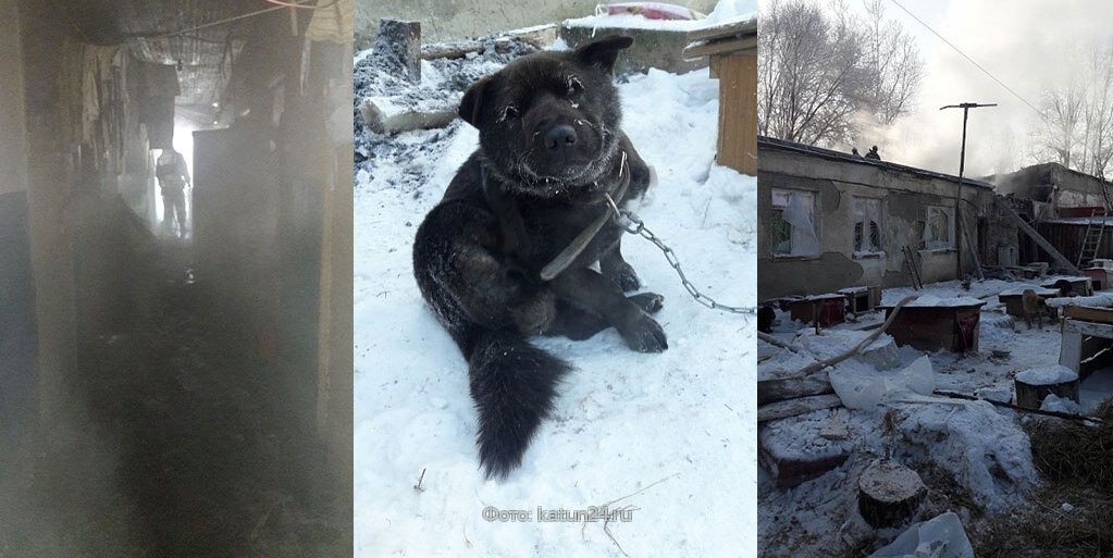 Бийск преданность для животных. Преданность бийск подсмотрено. Преданность бийск приют фото собак. Бийск преданность для животных. Бийск приют для животных преданность.