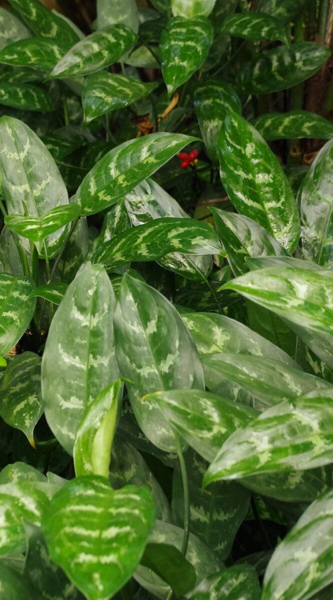 Источник - https://commons.wikimedia.org/wiki/File:Aglaonema_marantifolium_%C3%96BG_2012-05-17_02.jpg