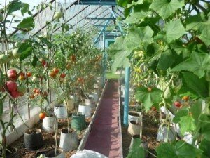 Если не получается сделать дополнительный вход, то можно просто разделить полиэтиленом от низа до верха теплицы участок с баклажанами, создавая оптимальный микроклимат.