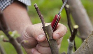 Различают прививки по степени родства: