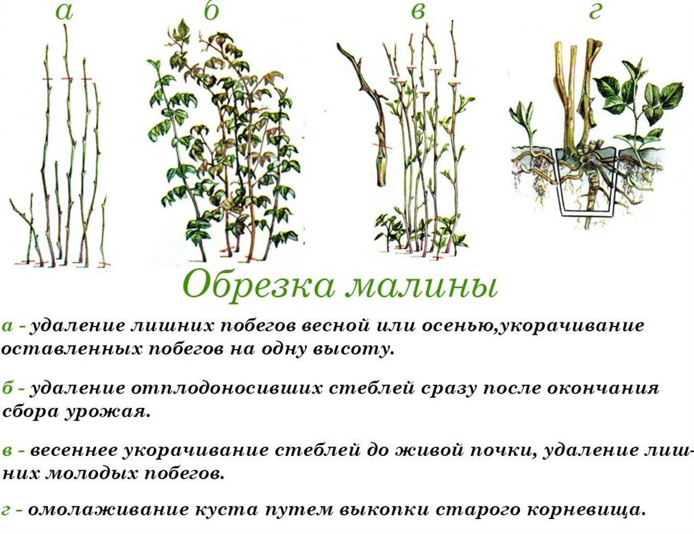Обрезка малины осенью для начинающих в картинках пошагово