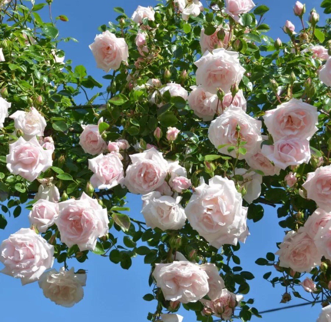 Композиция с плетистой розой в плане представляет собой ромб. В два угла этого ромба посажены по три бруннеры. В двух других углах растут группы из трех пестролистных астранций сорта Sunningdale Variegated, для которых характерны пятираздельные разрезные, необычно окрашенные листья на длинных черешках, каждый лист по периметру окаймляет молочно-белая кайма разной ширины.