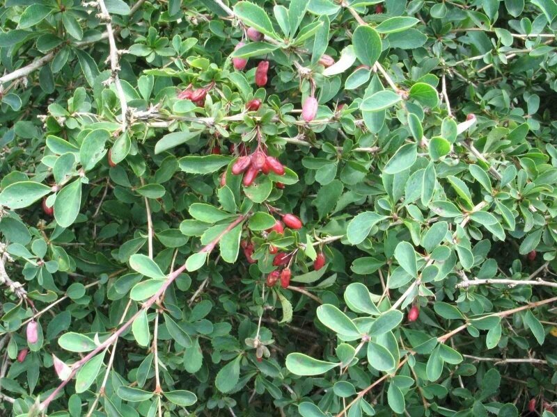 Барбарис остистый. Барбарис Юлиана – Berberis Juliana c. k. Schneid.. Berberis circumserrata. Барбарис Кашгарский.