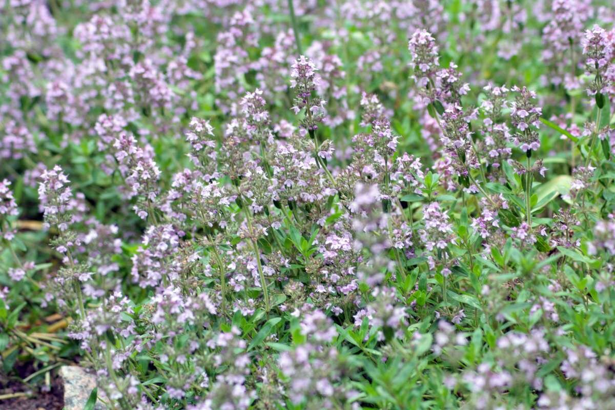 Тимьян (Чабрец)