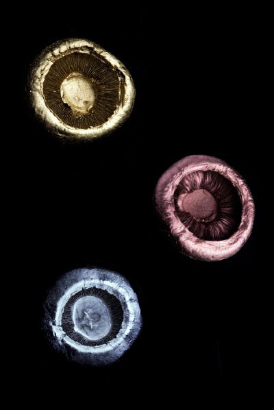 Пуговицы из грибов