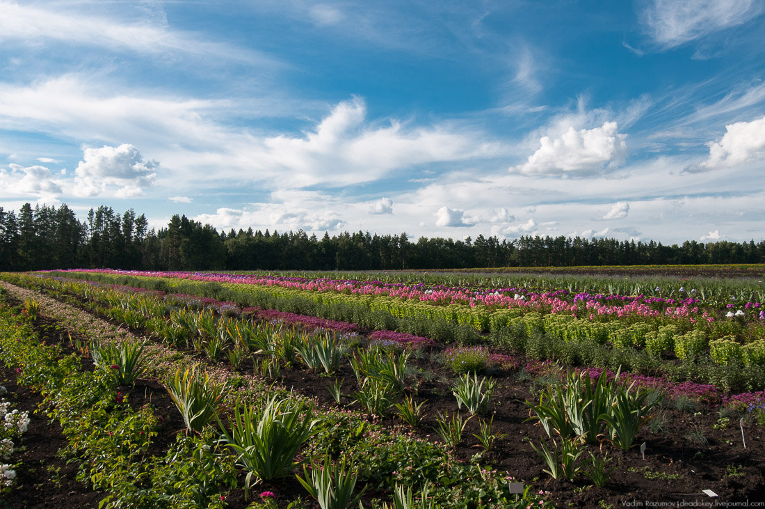 Ответы на эти и другие вопросы вы найдете в эксклюзивном интервью с директором ОГУП – дендропарк «ЛОСС» Антониной Ивановной Минаевой!

12023