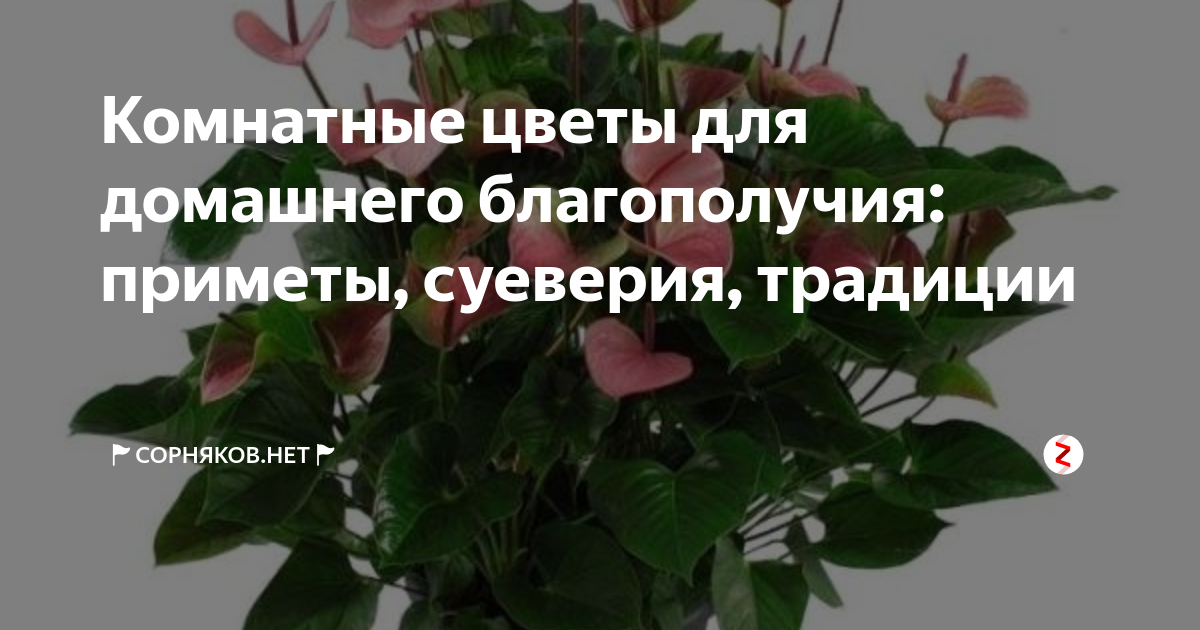 Суеверия цветок Суеверия цветок