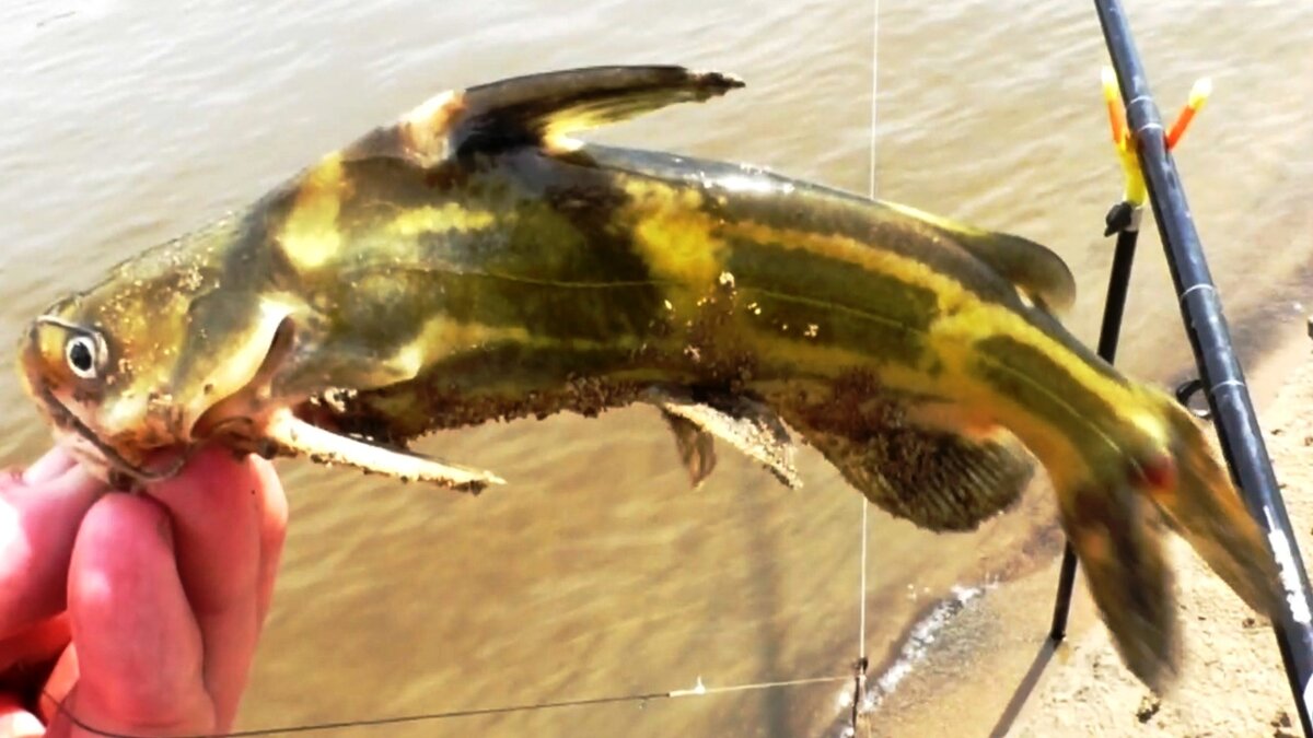 Рыбалка на Амуре: видео, секреты, снасти | Рыболовный портал