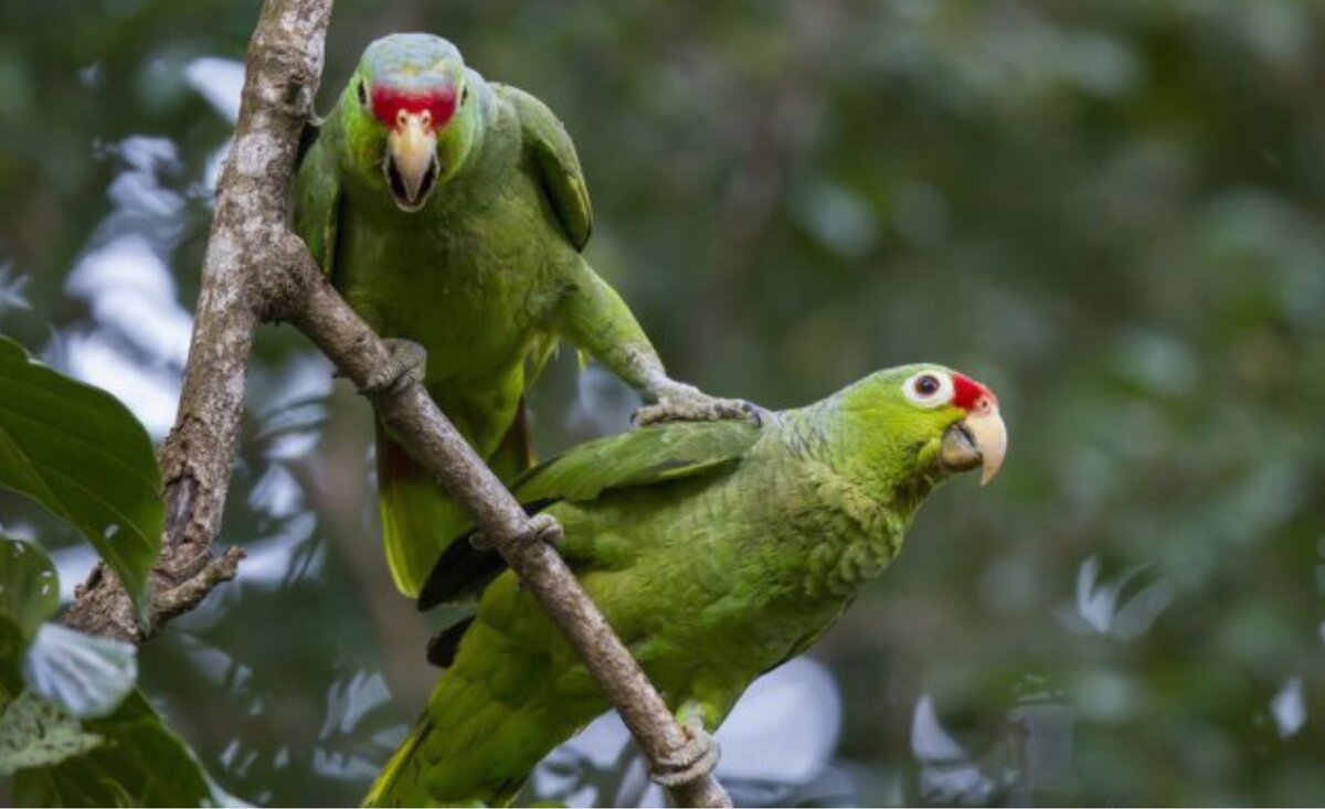 Изображение взято с сайта  kaifolog.ru