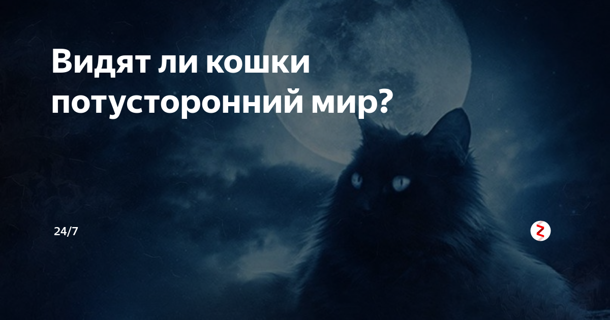 Кошка и потусторонний мир. Потусторонние кошки. Коты видят потусторонний мир. Правда ли что кошки видят потусторонний мир.