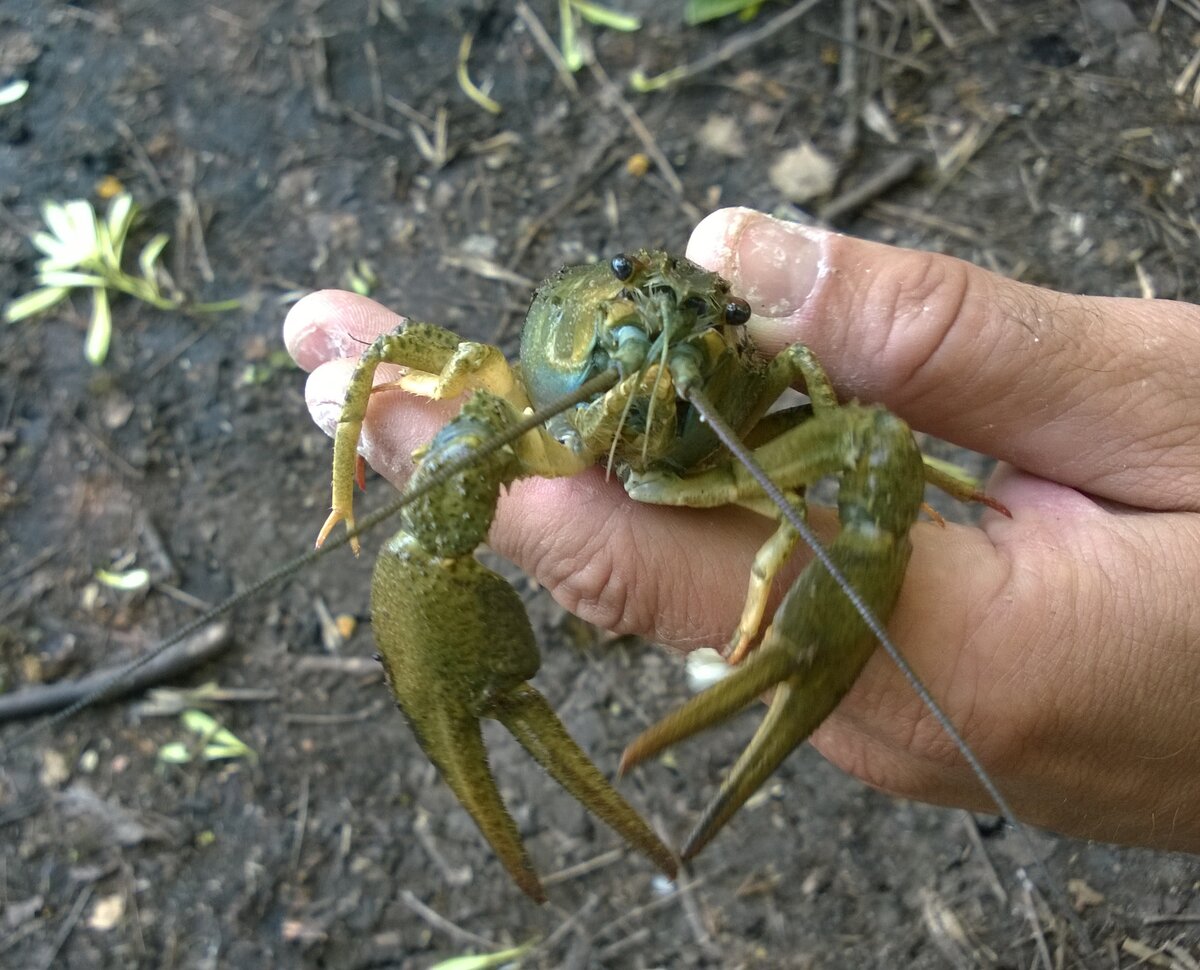 Где водятся раки в нижегородской области карта покрытия