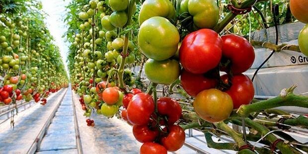 Выращивание томатов вверх ногами, будь то в ведрах или в специальных сумочках, не новость и за последние несколько лет оно стало чрезвычайно популярным.