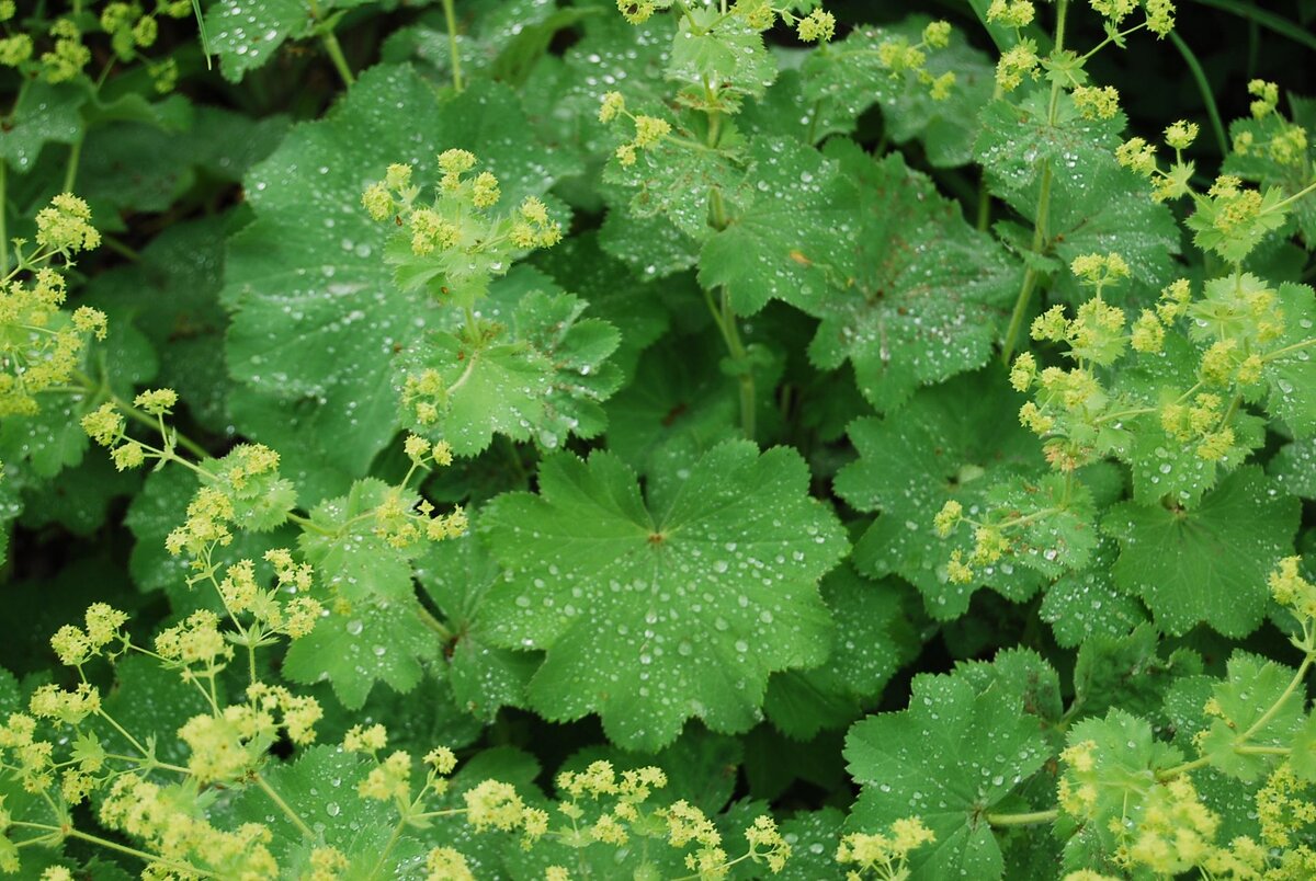 Alchemilla vulgaris l.- манжетка обыкновенная